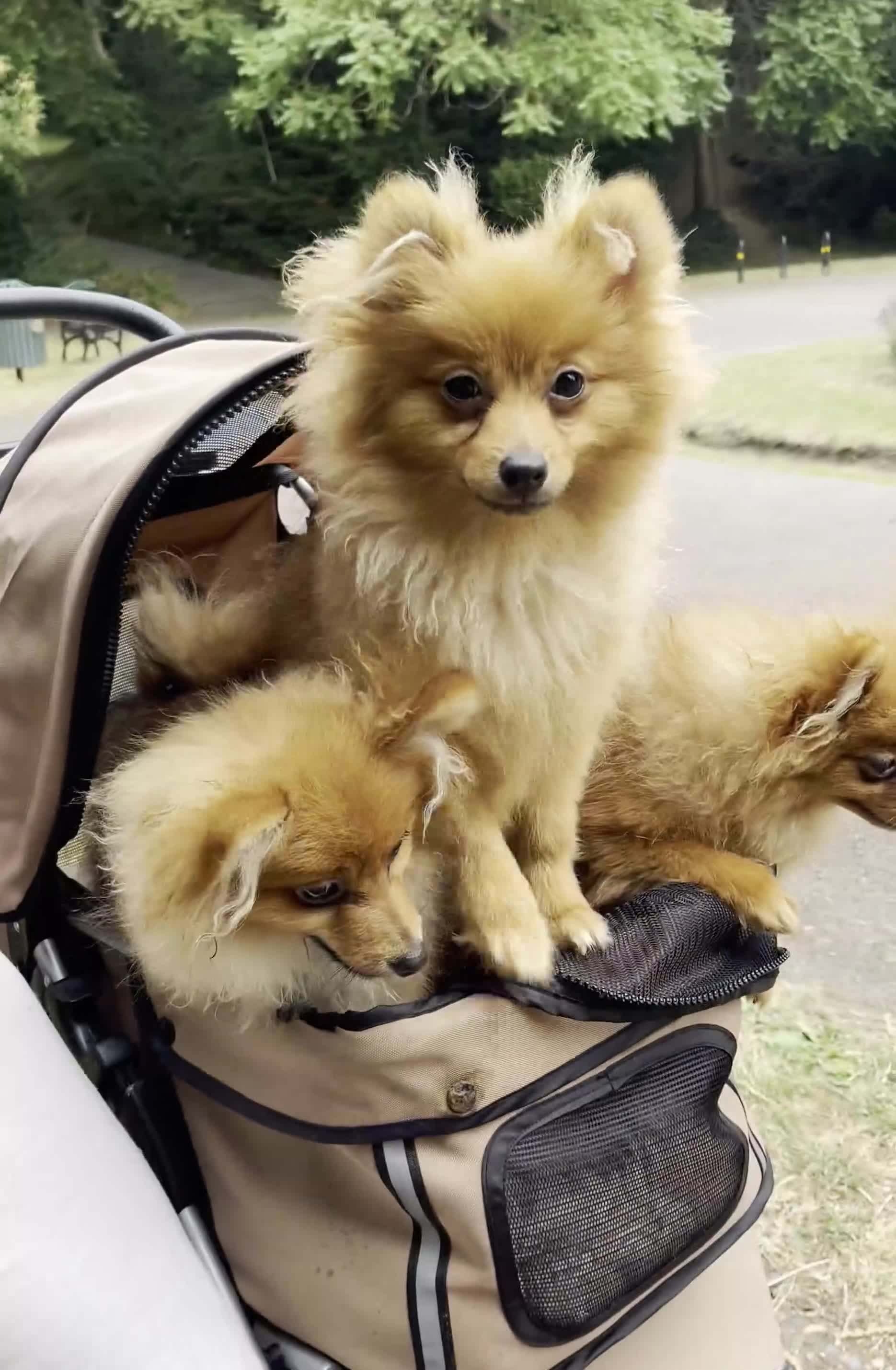 Pomeranian dogs for sale: Pomeranian Trio☘️, 3 pups remaining  in Romford - Video 1