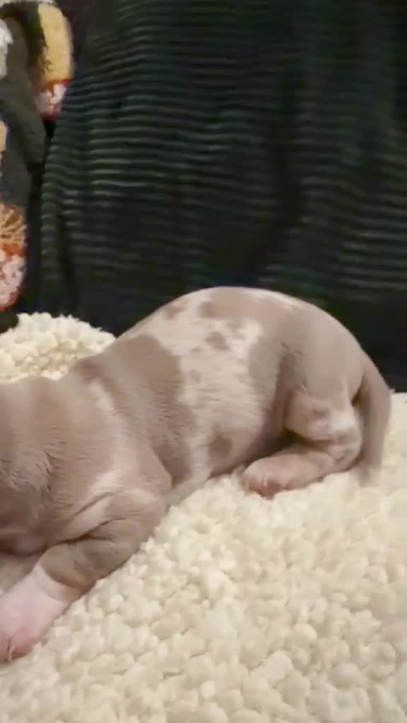 Miniature Dachshund dogs for sale: Beautiful miniature dachshund puppies  in Durham - Video 2