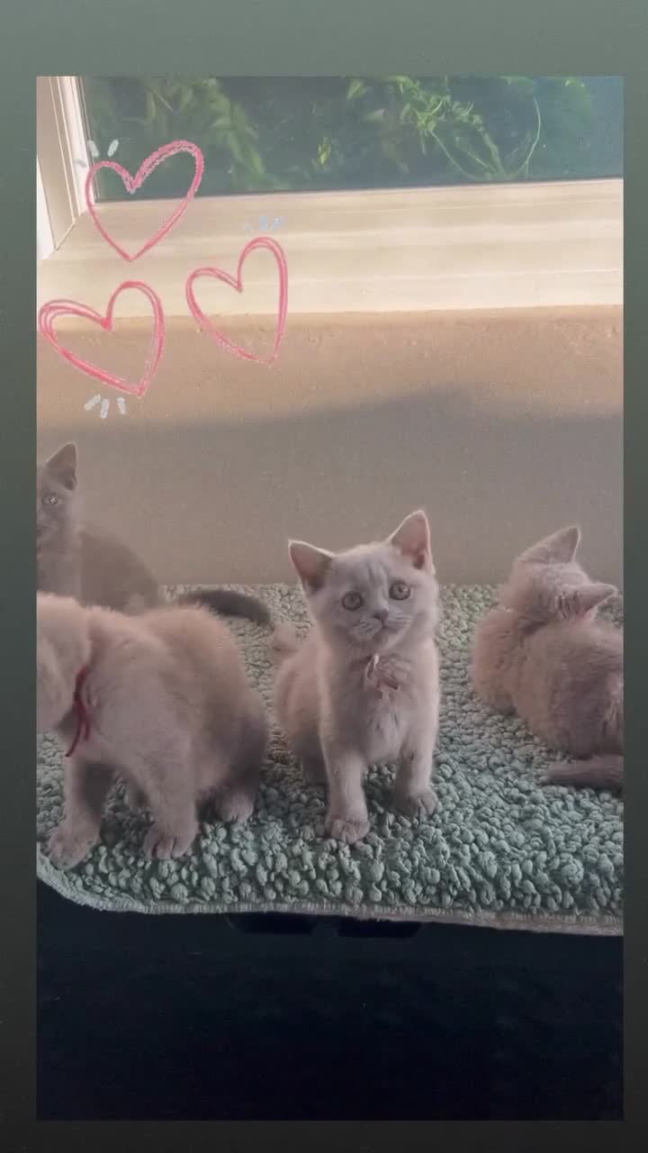 British Shorthair cats for sale: GCCF Registered BSH kittens - READY SOON!!  - Video 1