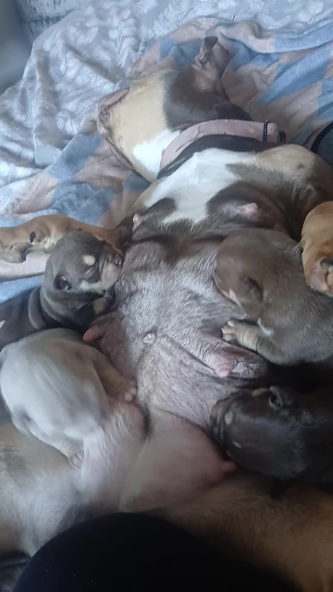 American Bully dogs for sale: ABKC best bloodline Ready to go Pocket Bully  - Video 4