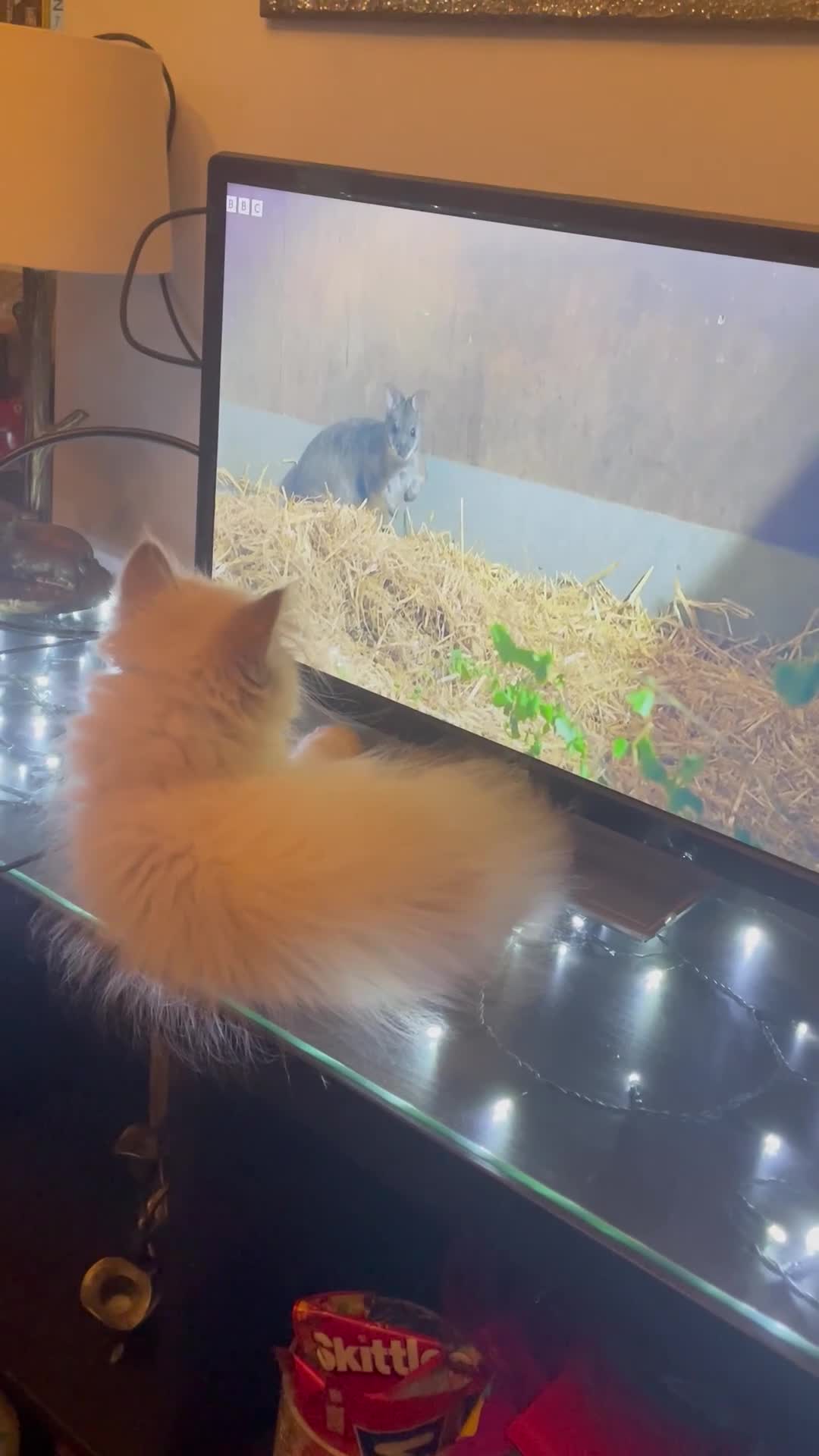 Persian cats for sale: Ready Now  Super playful Persian kitten (M) - Video 1
