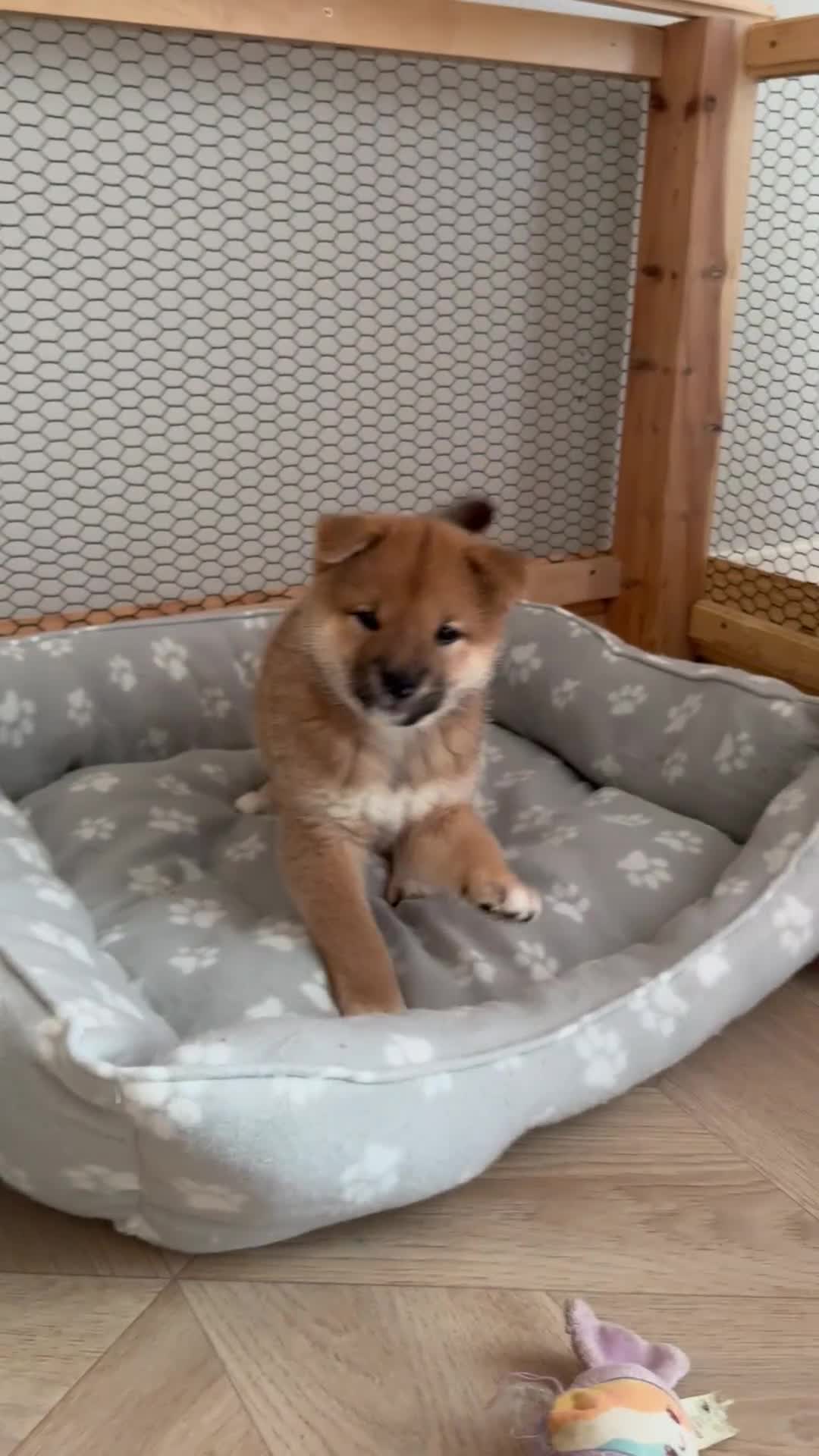 Japanese Shiba Inu dogs for sale: KC-Certified Shiba Inu puppies. 100% Pure blooded. - Video 5