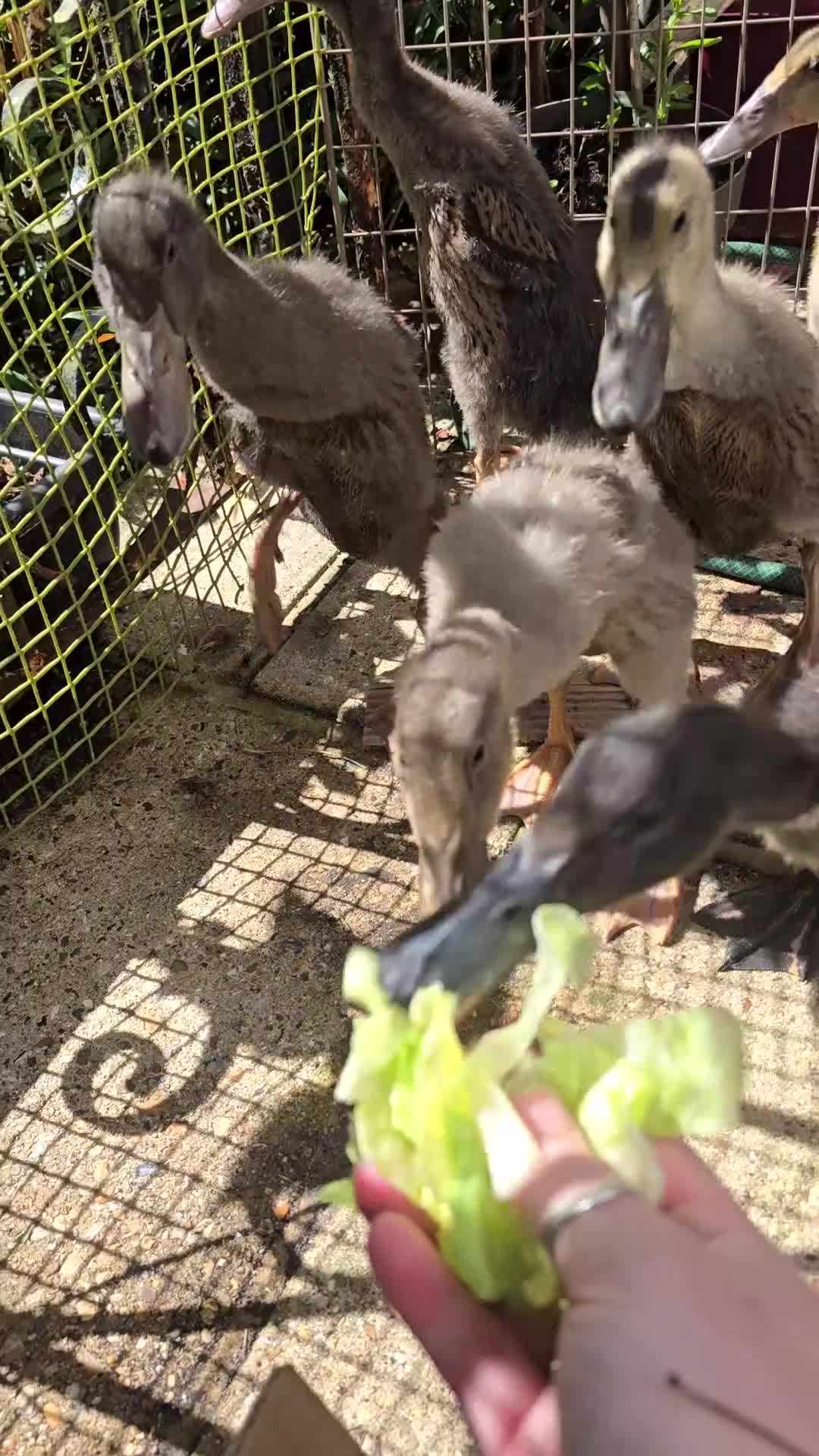 Ducks poultry for sale: Indian Runner Ducklings - Video 2