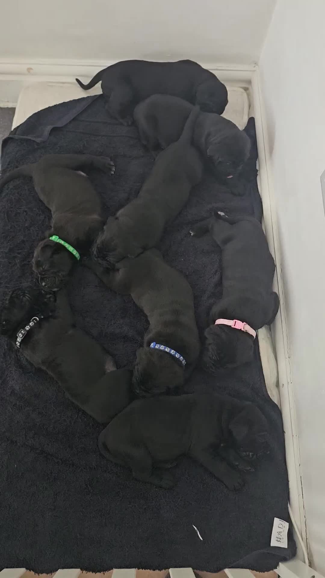 Cane Corso dogs for sale: Panther cane corso  - Video 2