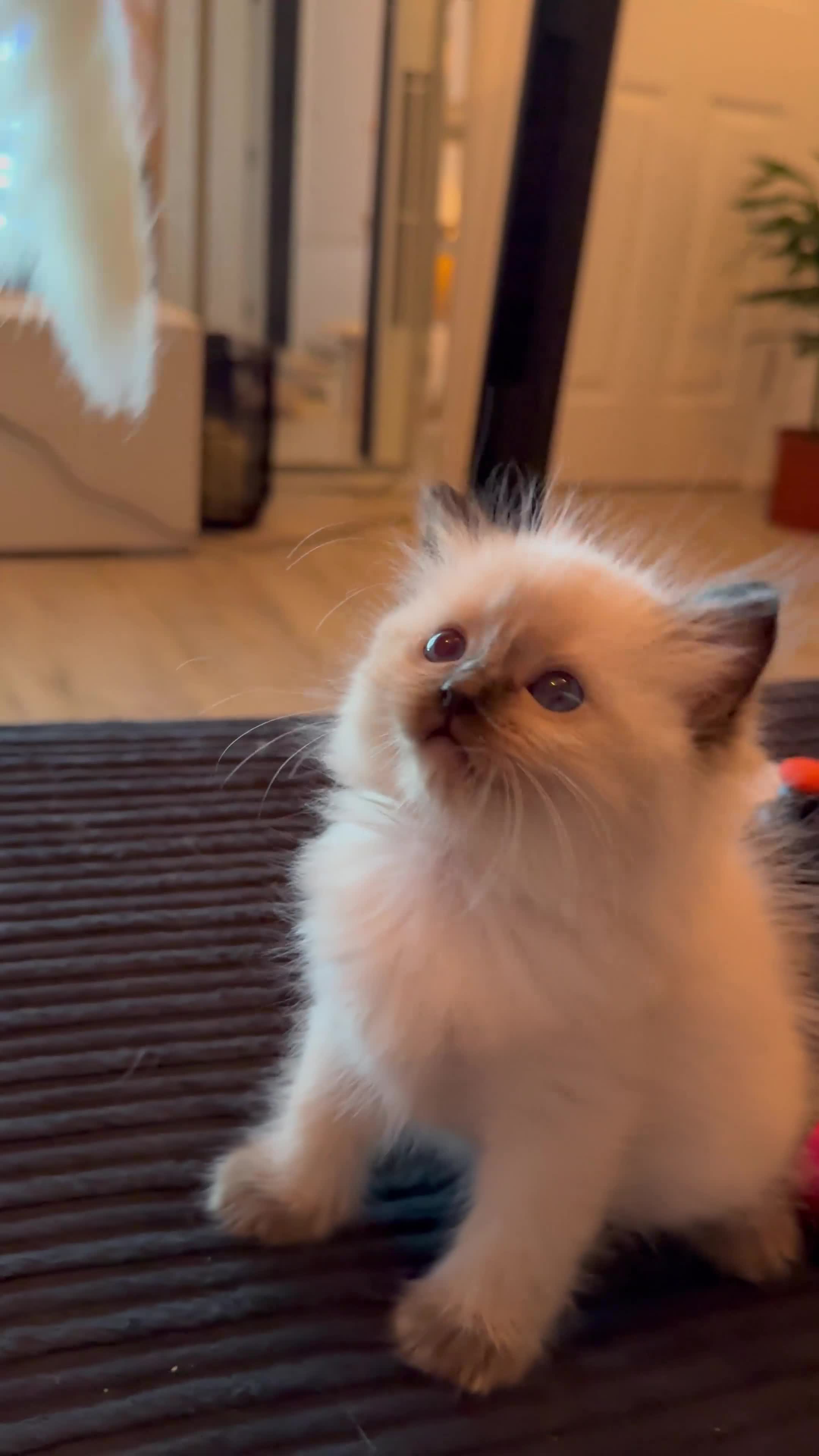 Ragdoll cats for sale: Beautiful purebred Ragdoll kittens  - Video 1