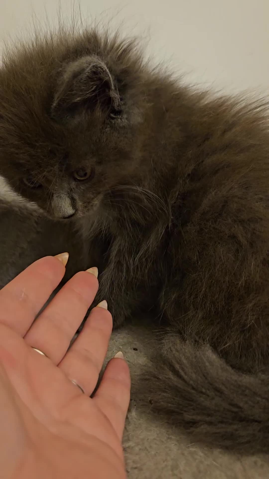 Maine Coon cats for sale: XL Russian main coons in Manchester - Video 4