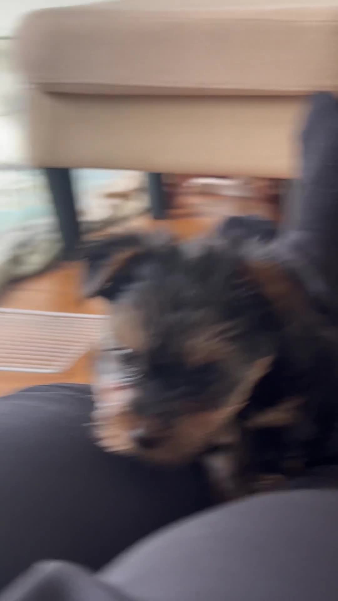 Yorkshire Terrier dogs for sale: ONLY 1 LEFT!! Purebred miniature Yorkshire Terrier - Video 2