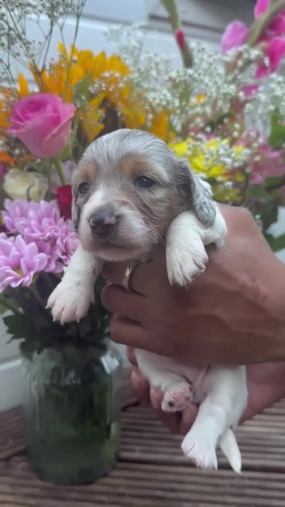 Miniature Dachshund dogs for sale: 4 stunning long haired miniature dachshunds - Video 1