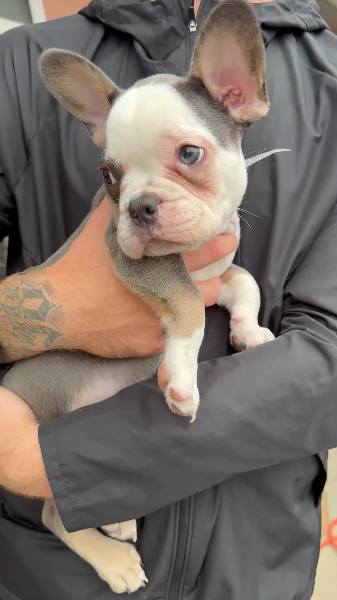 French Bulldog dogs for sale: FRENCH BULLDOG! FLUFFY &  **  CARRIER! 🔥  in Bromley - Video 1