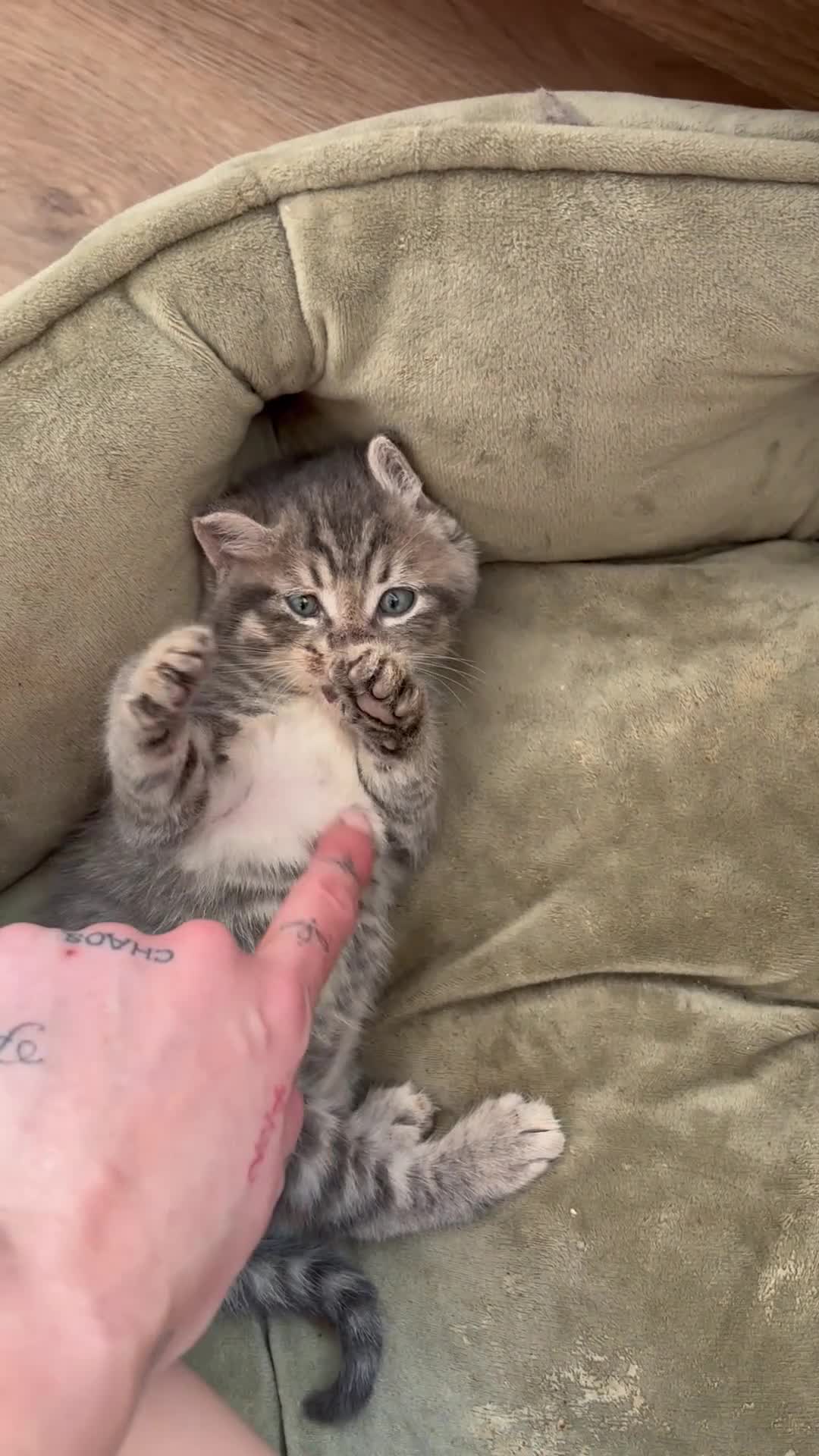 Mixed Breed cats for sale: 1/4 manincoon kittens  - Video 2