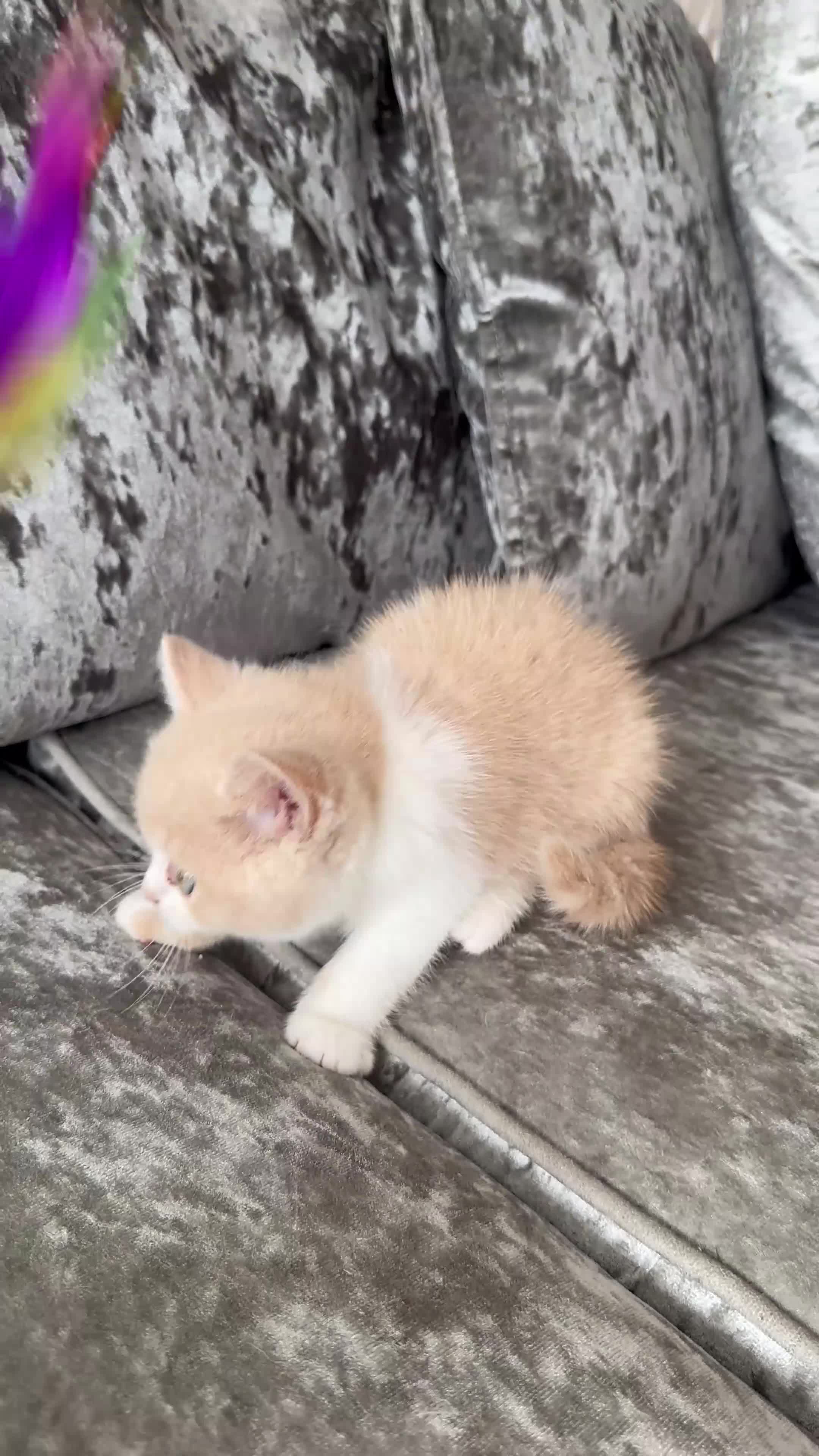 British Shorthair cats for sale: 🐻British Short Hair TICA REG LAST 1 AVAILABLE 🐻 - Video 1