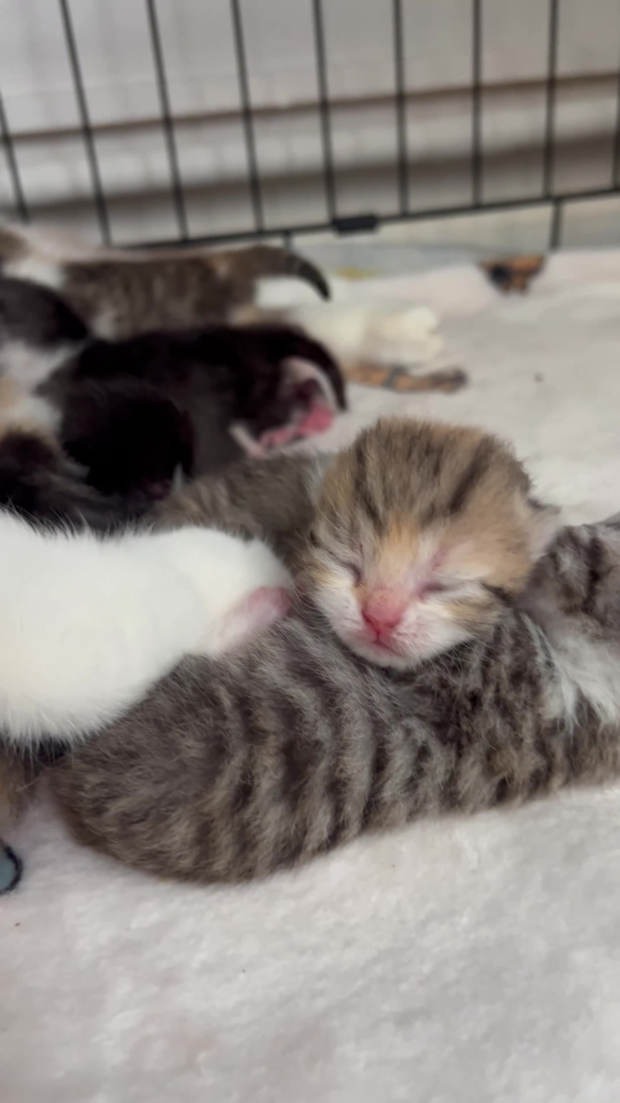 British Shorthair cats for sale: Beautiful British short hair kittens - Video 2