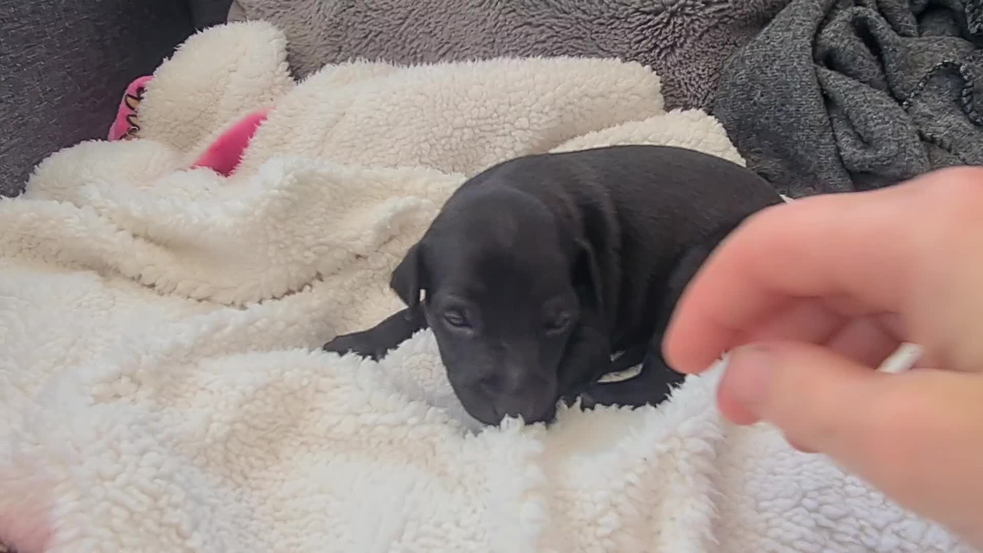 Italian Greyhound dogs for sale: 4 stunning Italian greyhound puppies  - Video 1