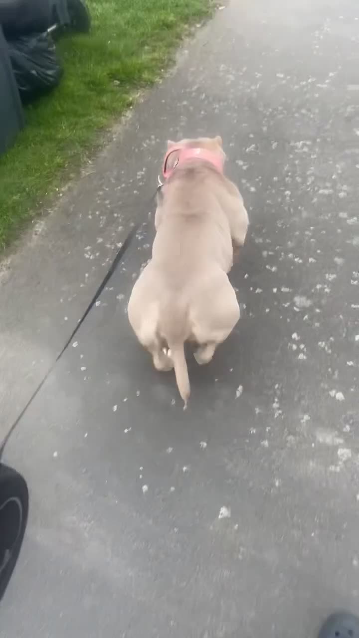 Mixed Breed dogs for sale: rehoming a 3 year old pocket bully  - Video 1