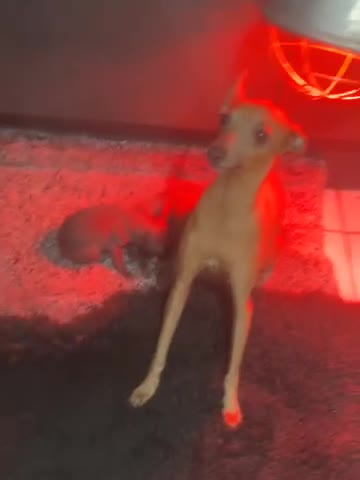 Italian Greyhound dogs for sale: Solid blue kc registered girls  - Video 1