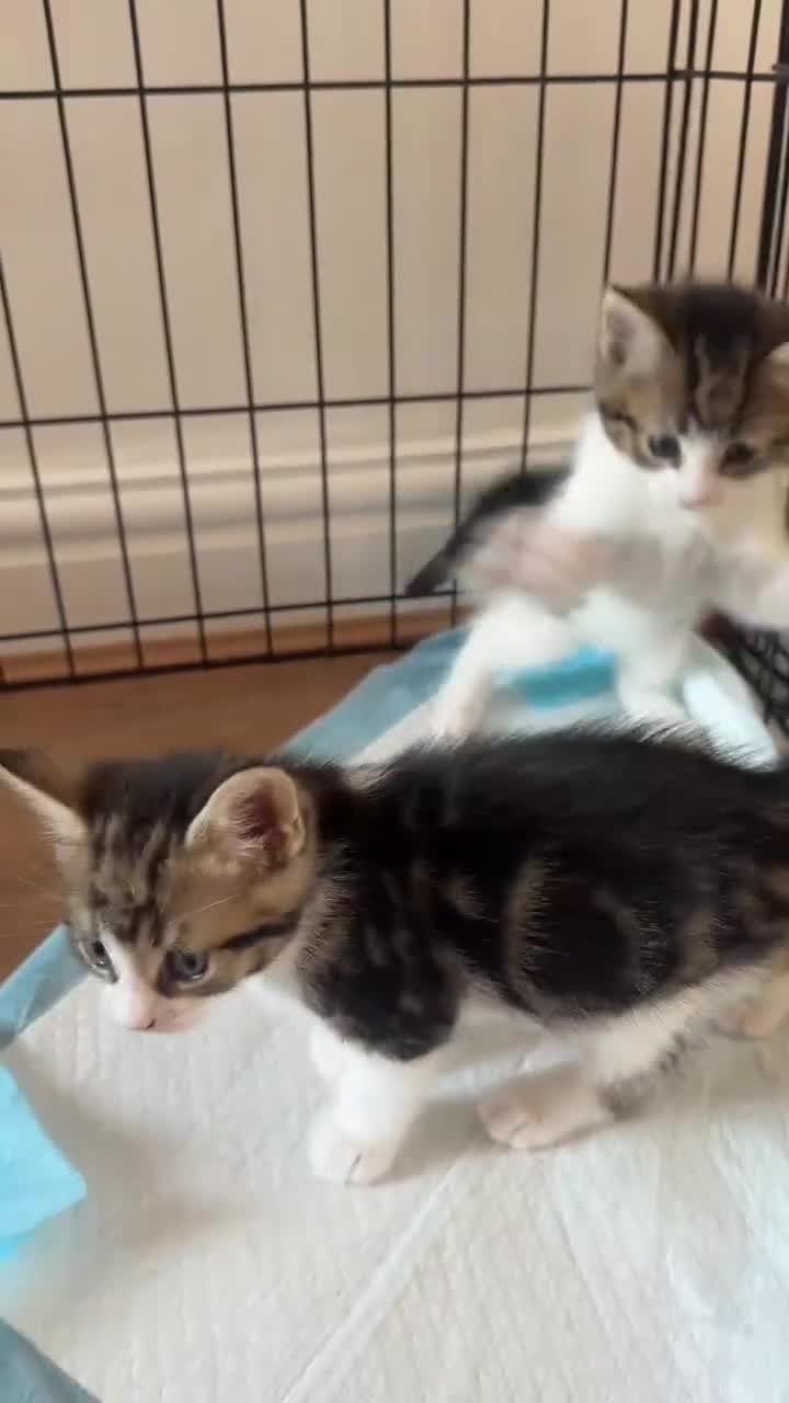 Mixed Breed cats for sale: Kittens for sale  - Video 1
