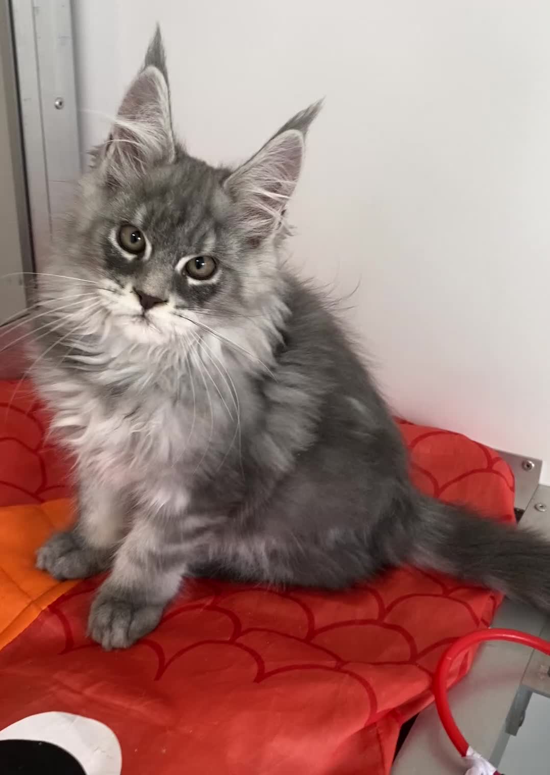 Maine Coon cats for sale: GCCF registered Maine Coons - Video 1