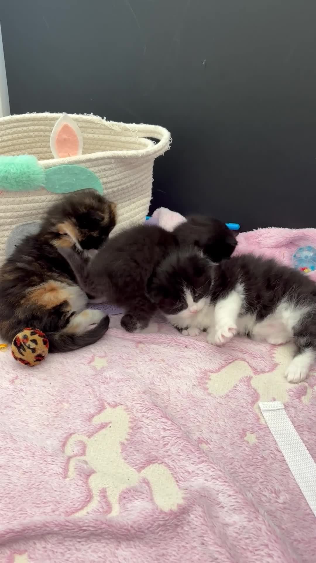 Mixed Breed cats for sale: British shorthair cross kittens - Video 3