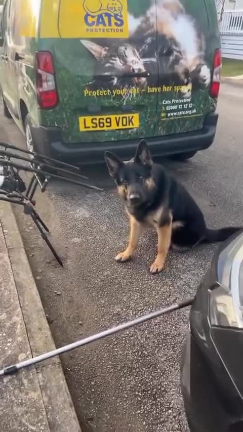 German Shepherd dogs for stud: Blu the German shepherd stud dog kc registered  - Video 4
