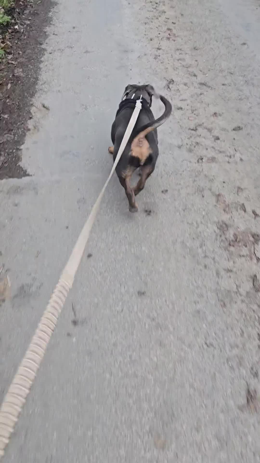 American Bully dogs for sale: ✨️pocket bully✨️ - Video 3