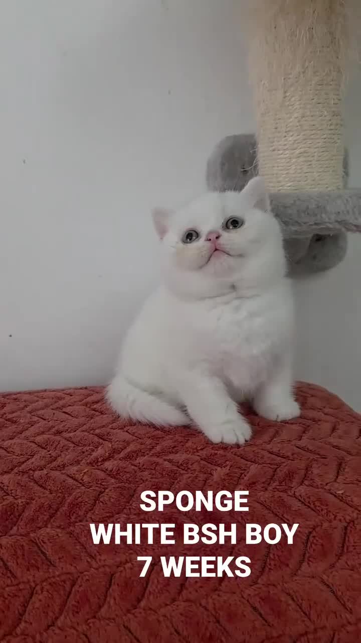 British Shorthair cats for sale:  British Shorthair Kittens – TICA Registered  - Video 1