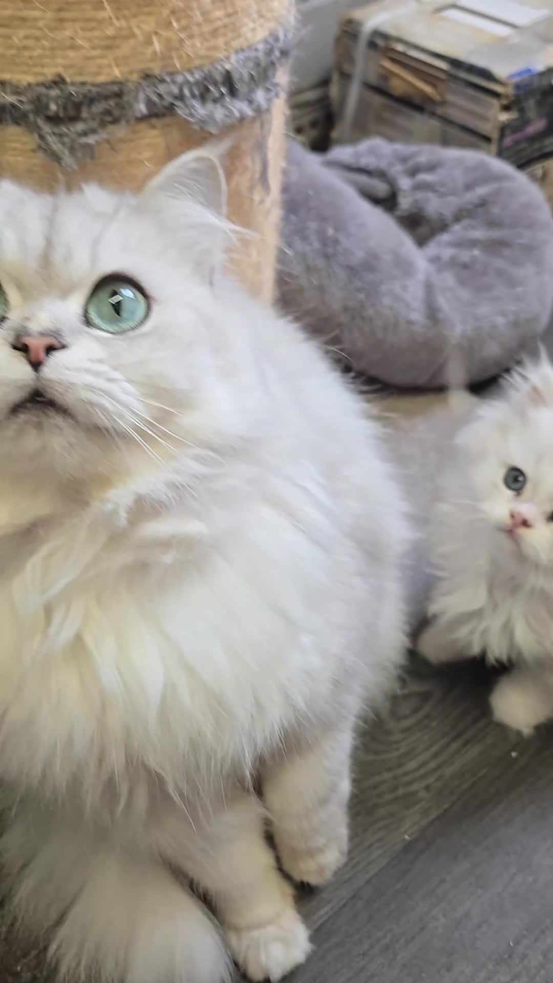 Persian cats for sale: 9 Week Old Persian Playful Kitten - Video 2