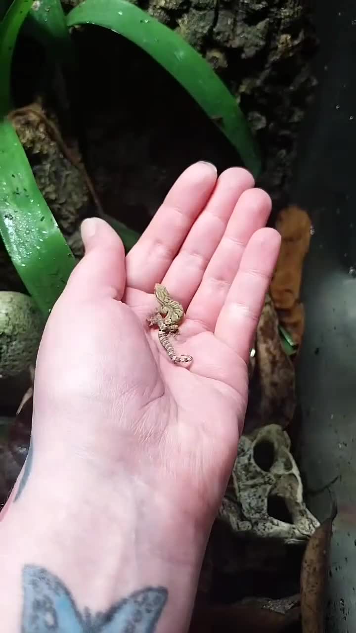 Gecko reptiles for sale: Mourning geckos. - Video 4