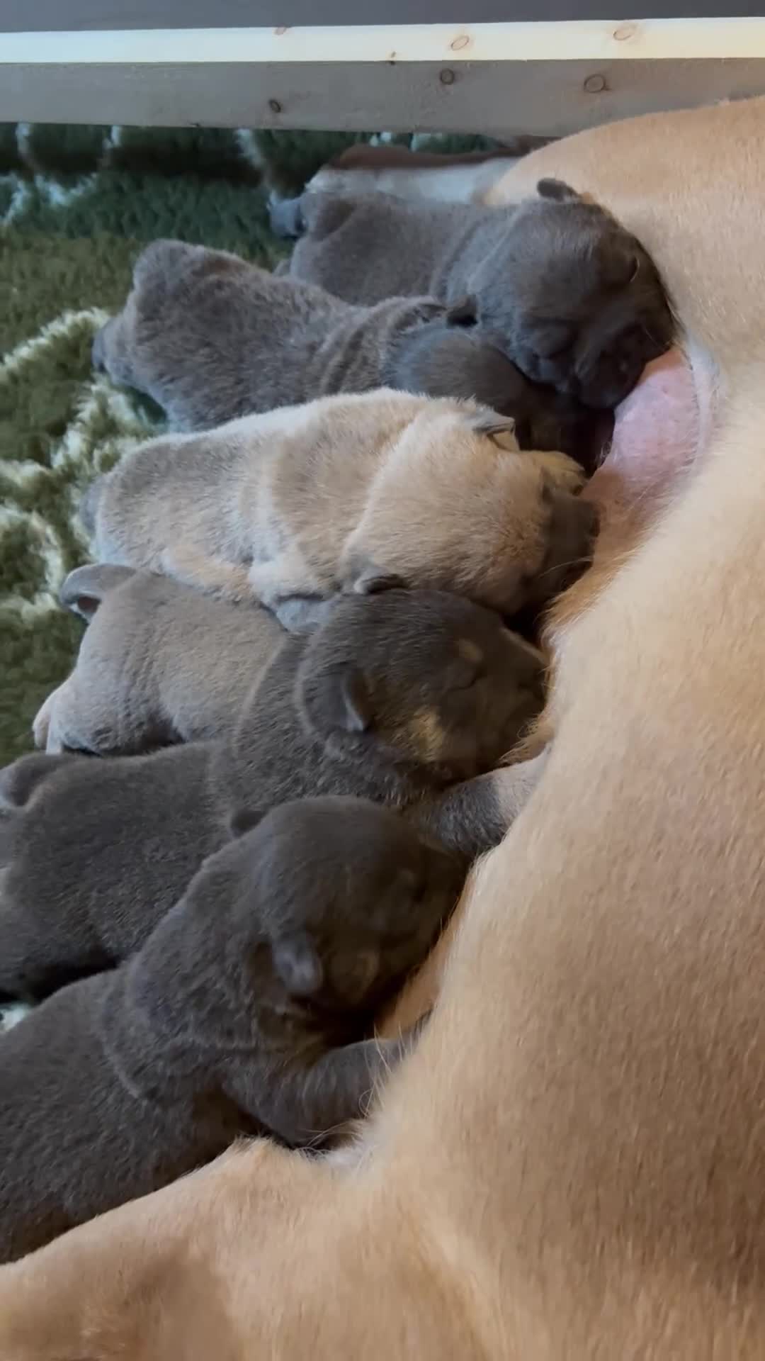 Mixed Breed dogs for sale: 🩷 STUNNING FRENCH CHOWS🩵 - Video 1