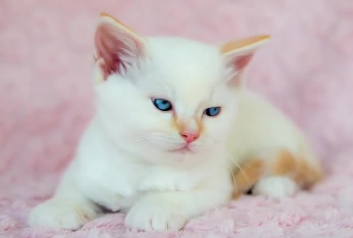 Ragdoll cats for sale: Stunning Ragdolls Available Now. - Video 4