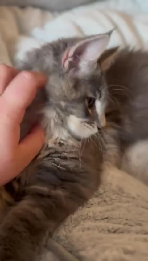 Maine Coon cats for sale: Blue Maine coon boy  - Video 1