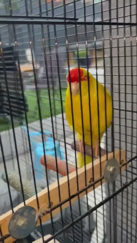 Cockatiels birds for sale: Bonded pair of Coctail & Kakari  - Video 2