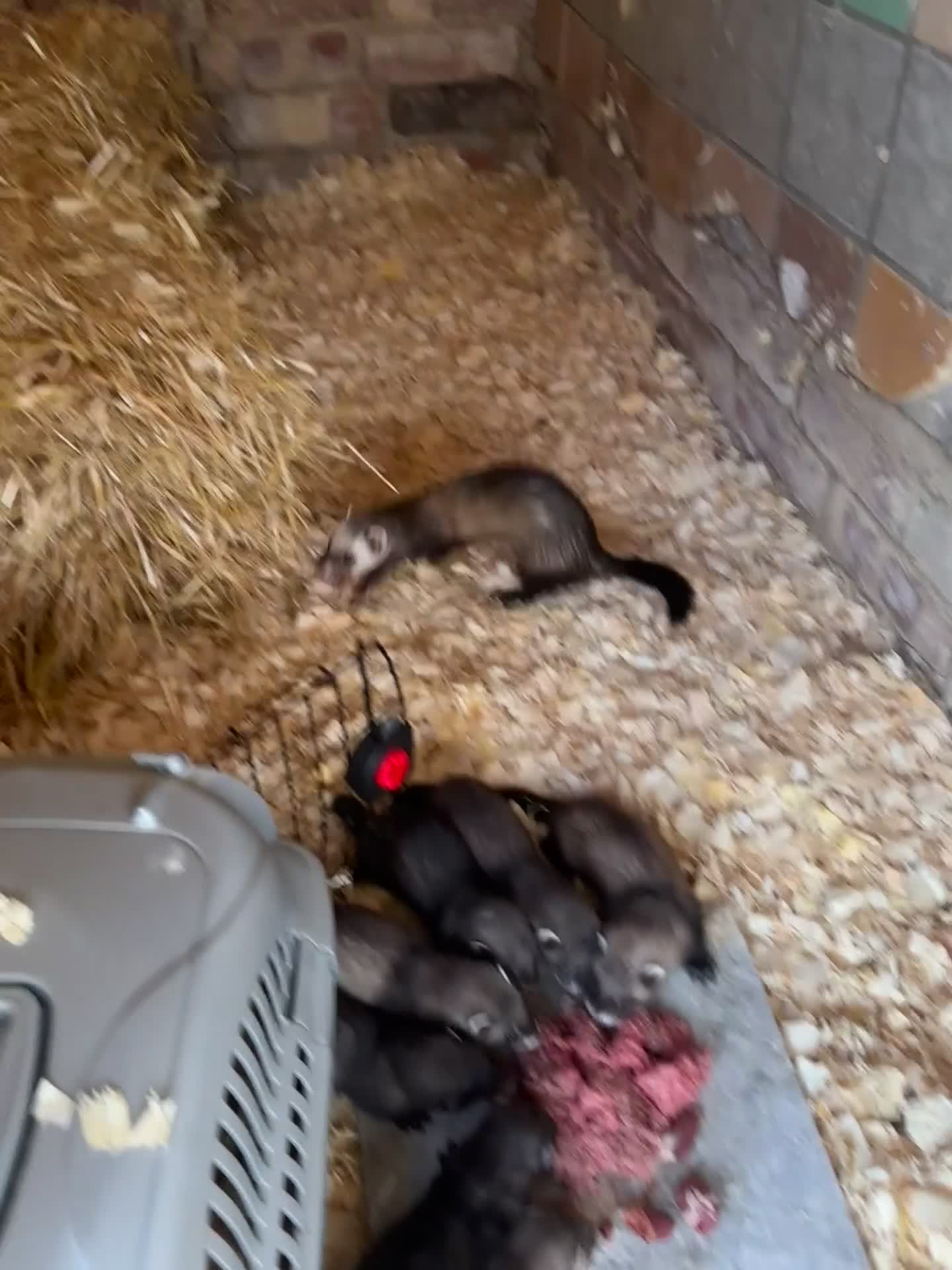 Ferret rodents for sale: solid black cross polecat kits  - Video 1