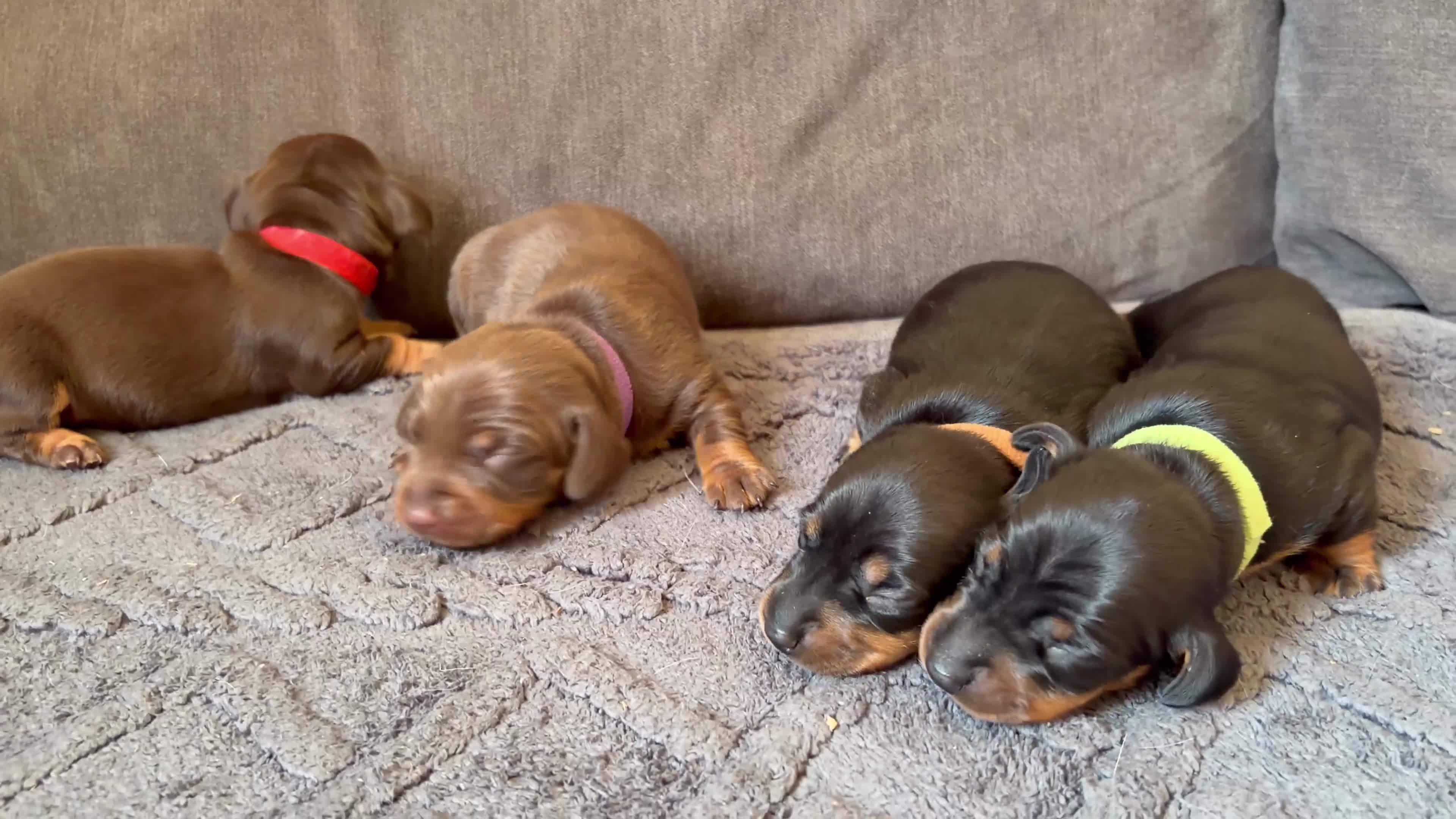 Miniature Dachshund dogs for sale: Miniature Dachshund puppies  in Newbury - Video 1