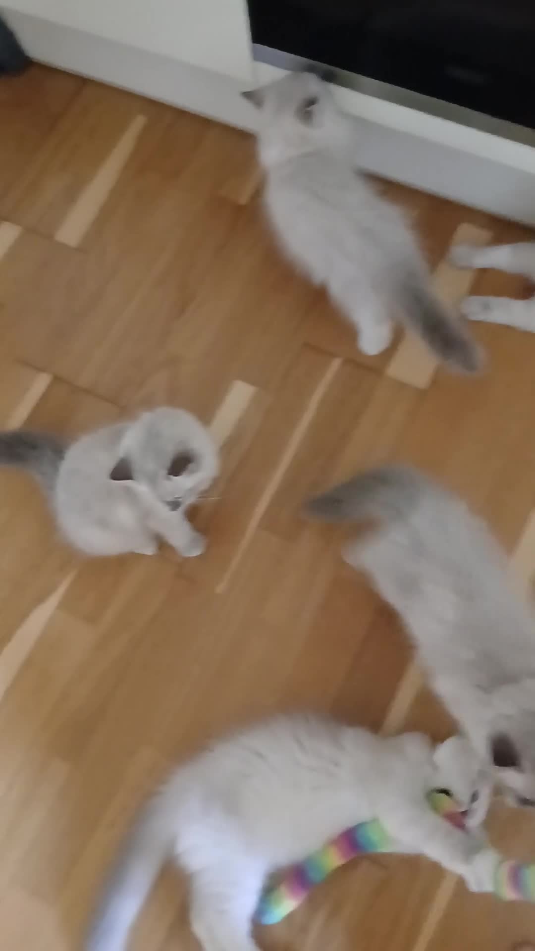 Ragdoll cats for sale: Ragdoll kittens  in Ramsgate - Video 1