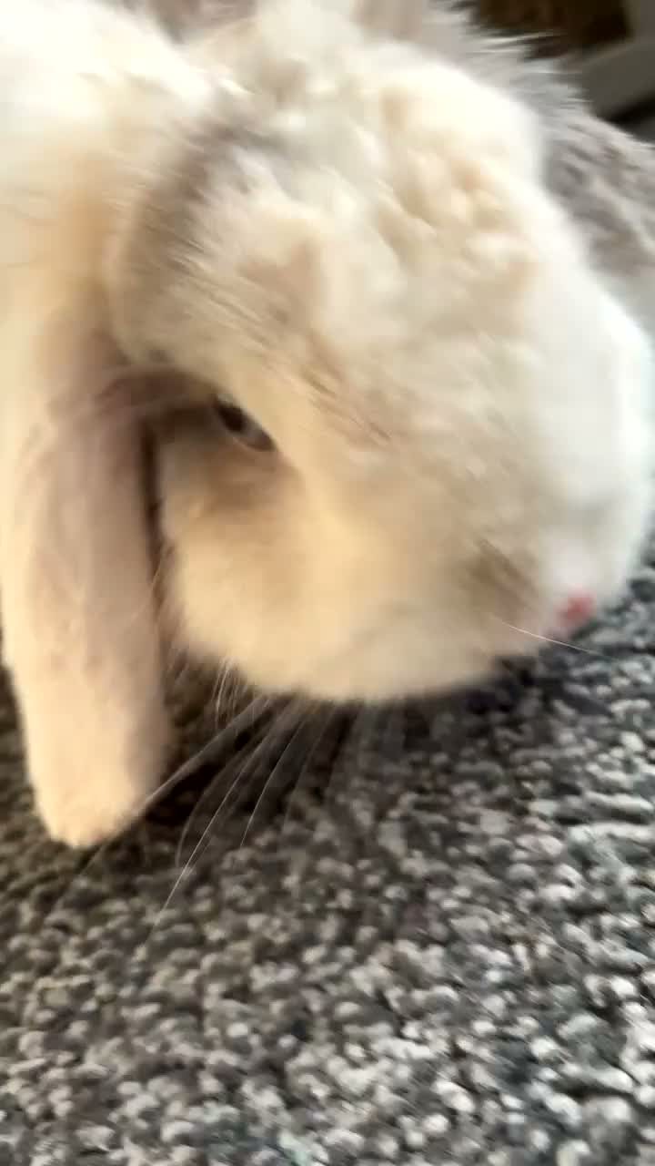 Mini Lop rabbits for sale: Gorgeous Mini lop bunny  - Video 1