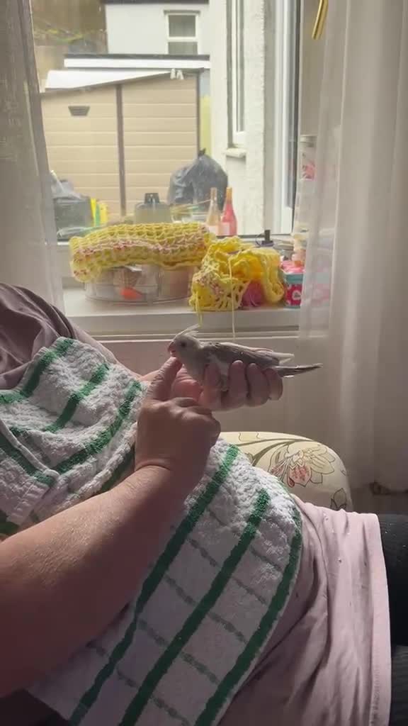 Cockatiels birds for sale: Cockateil chick - Video 1