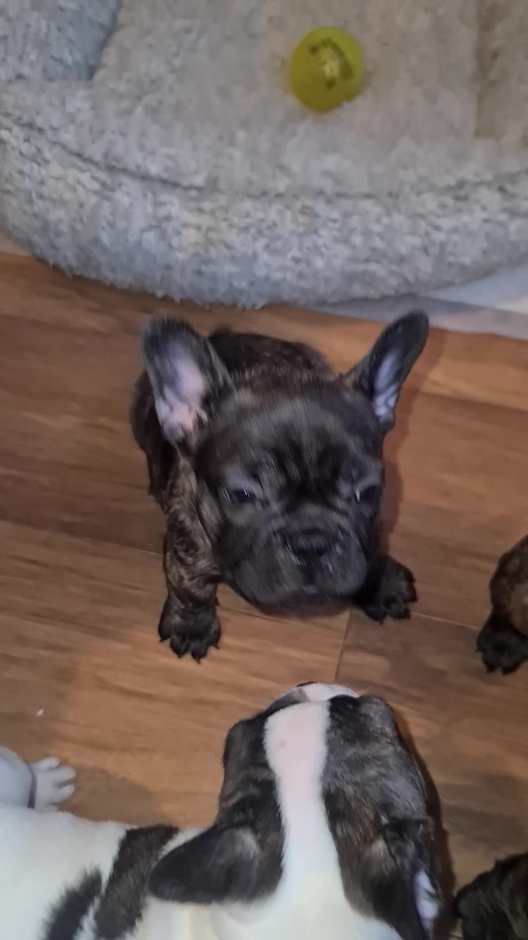 French Bulldog dogs for sale: French bulldog puppies ready to go - Video 5