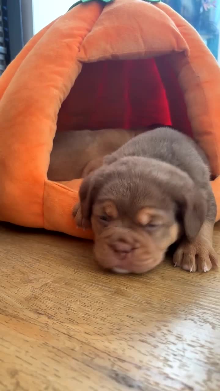 Mixed Breed dogs for sale: Beautiful old tyme bulldog puppies  ❤️ - Video 3