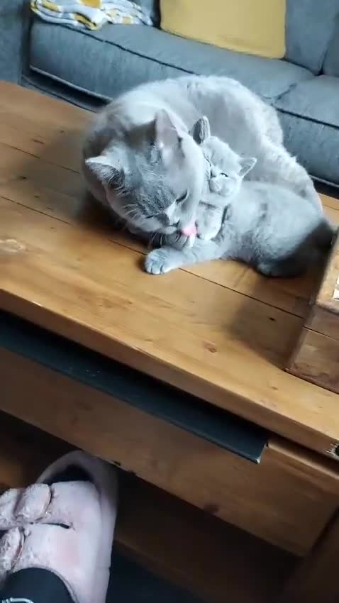 British Shorthair cats for sale: GCCF Registered British Shorthair  - Video 1