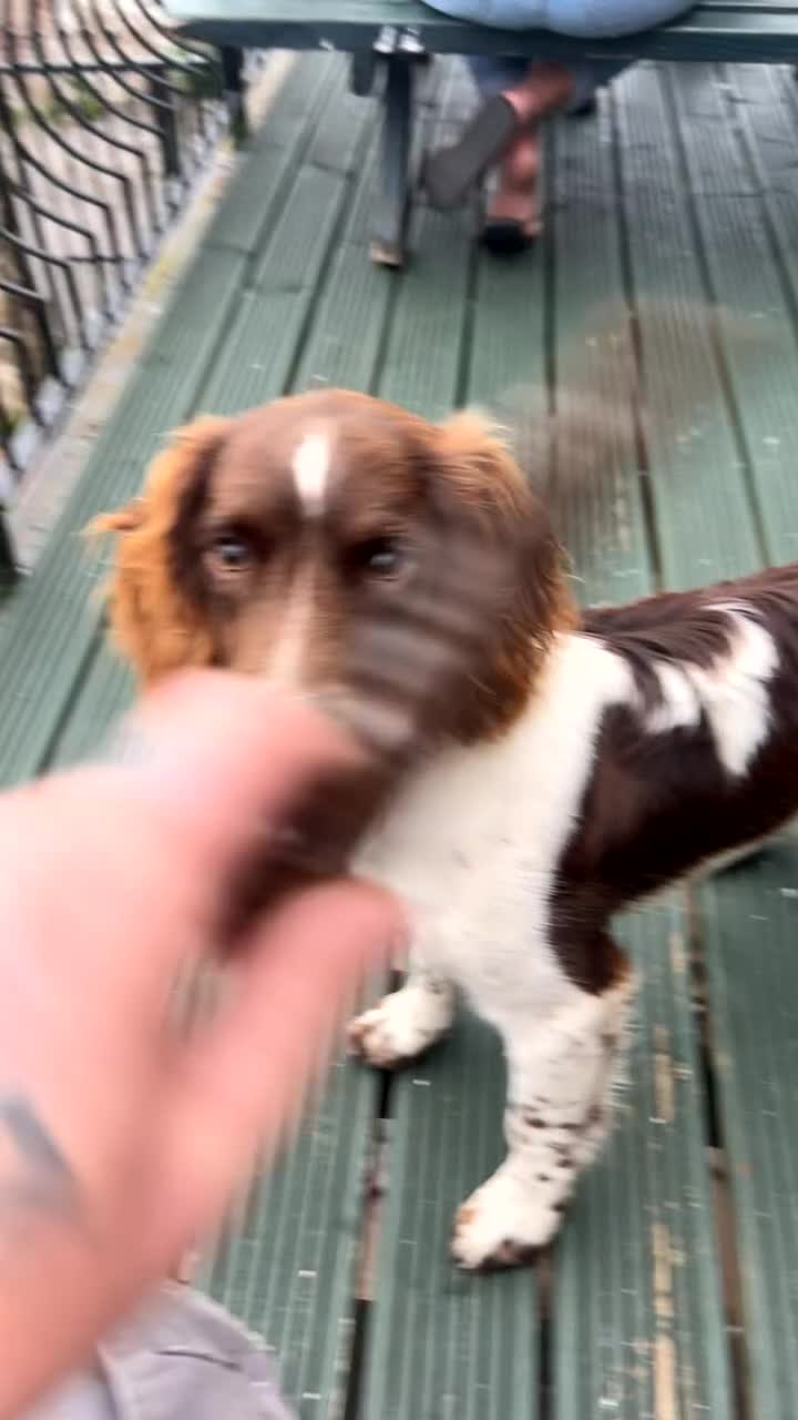 English Springer Spaniel dogs for sale: Jax the springer spaniel - Video 1
