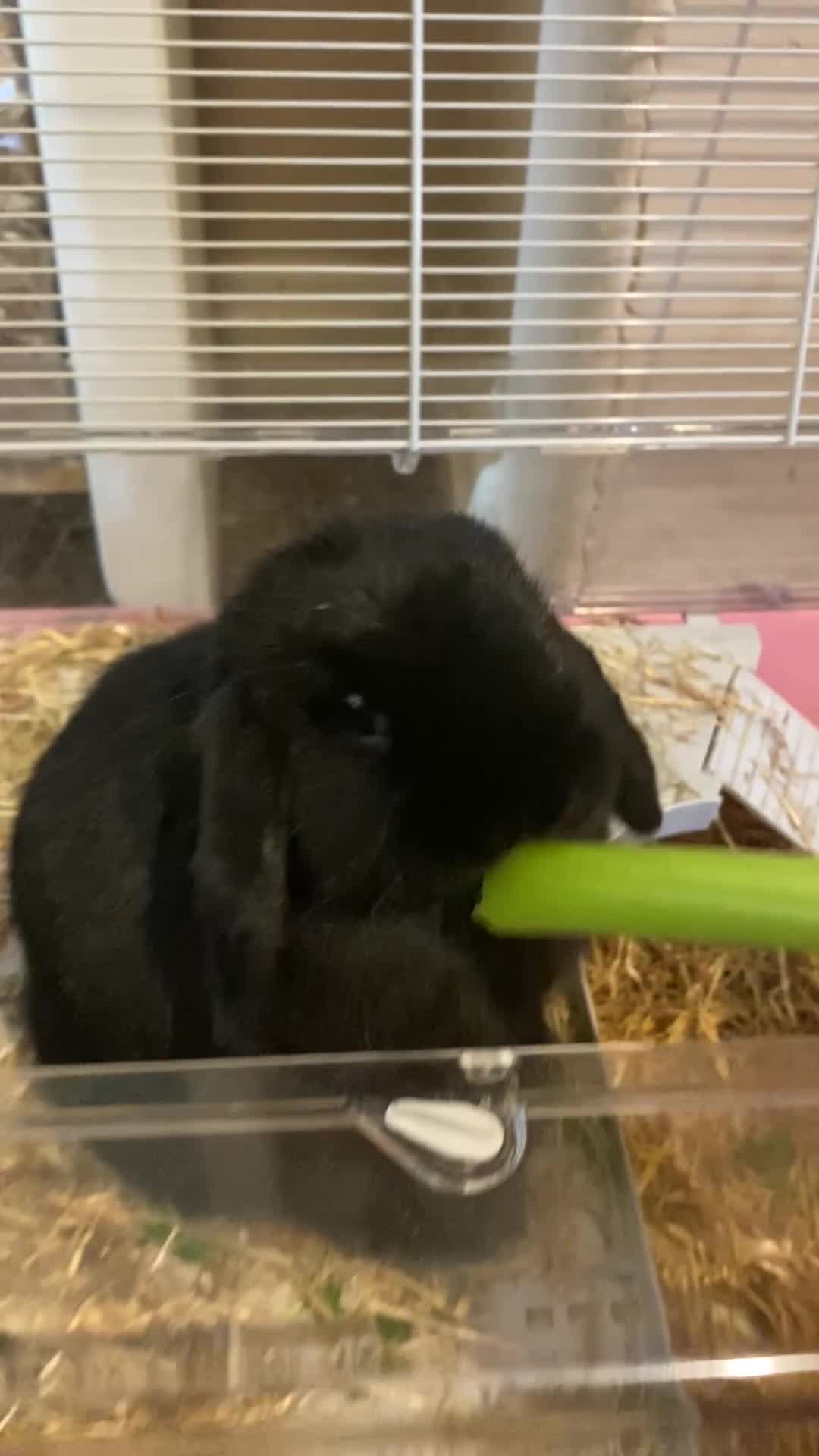 Mini Lop rabbits for sale: Mini lop - Video 1