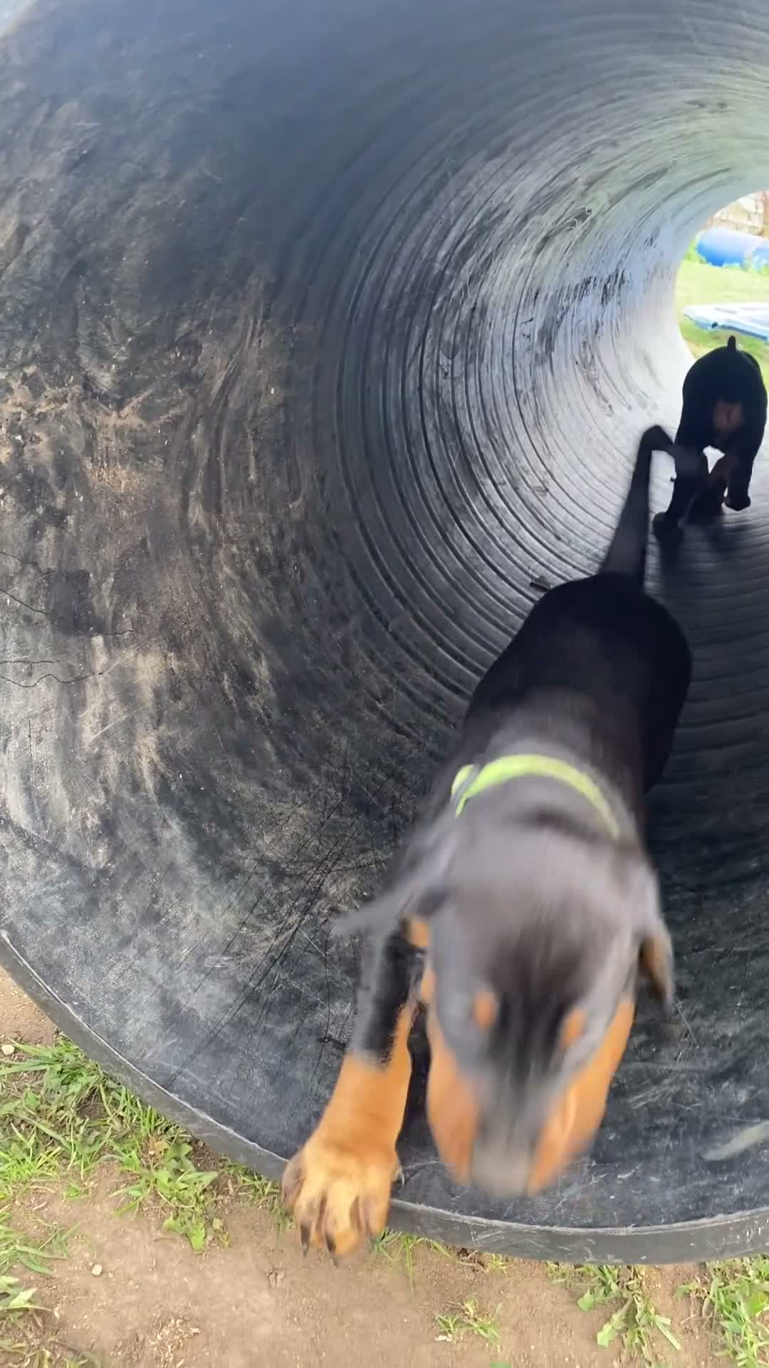 Dobermann dogs for sale: Dobermann pups - Video 5