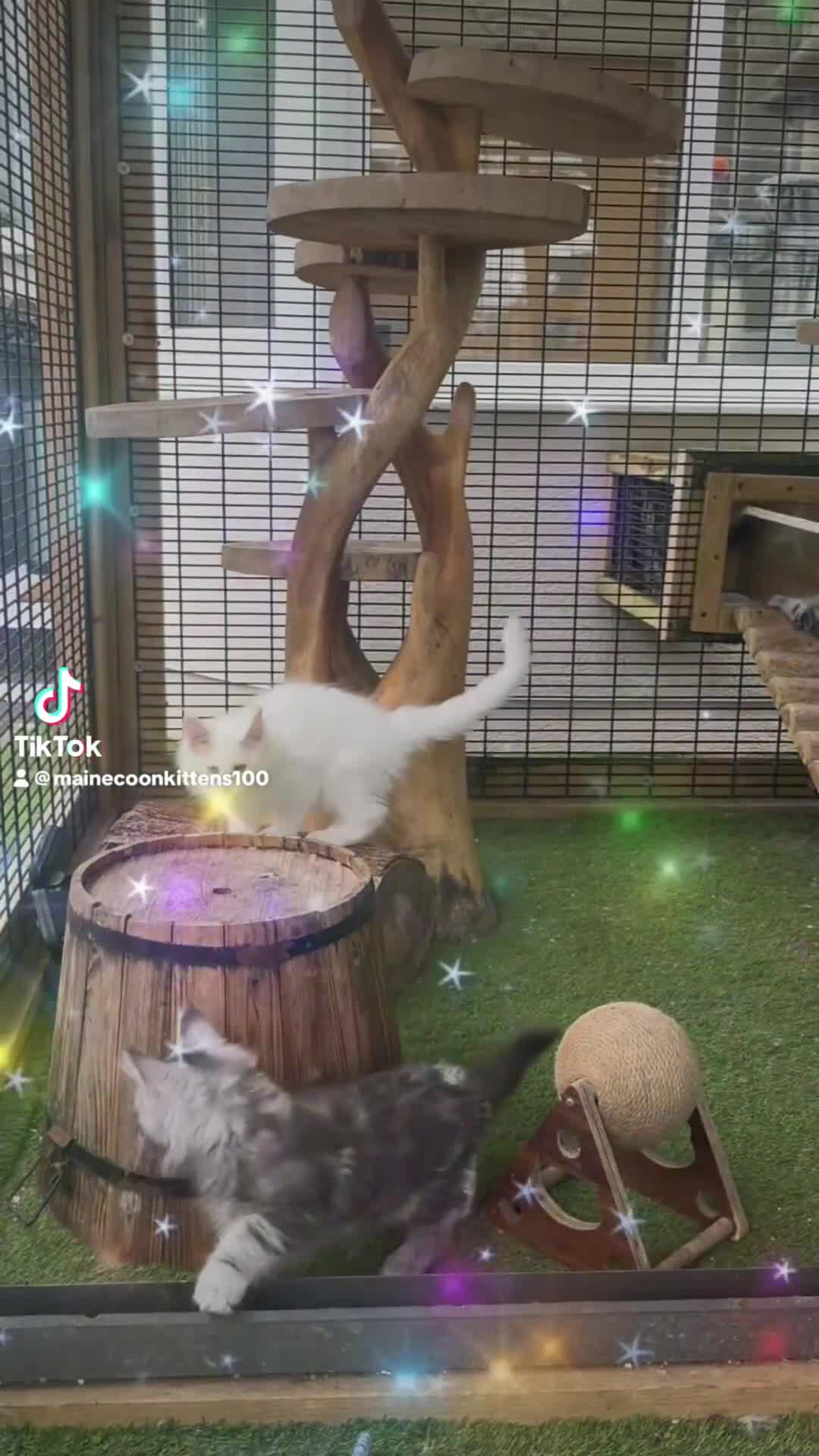 Maine Coon cats for sale: Champion blood line kittens  - Video 1