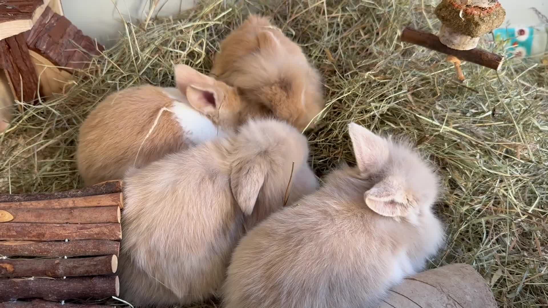 Mixed Breed rabbits for sale: Beautiful friendly baby bunnies ready in 4 weeks  - Video 1