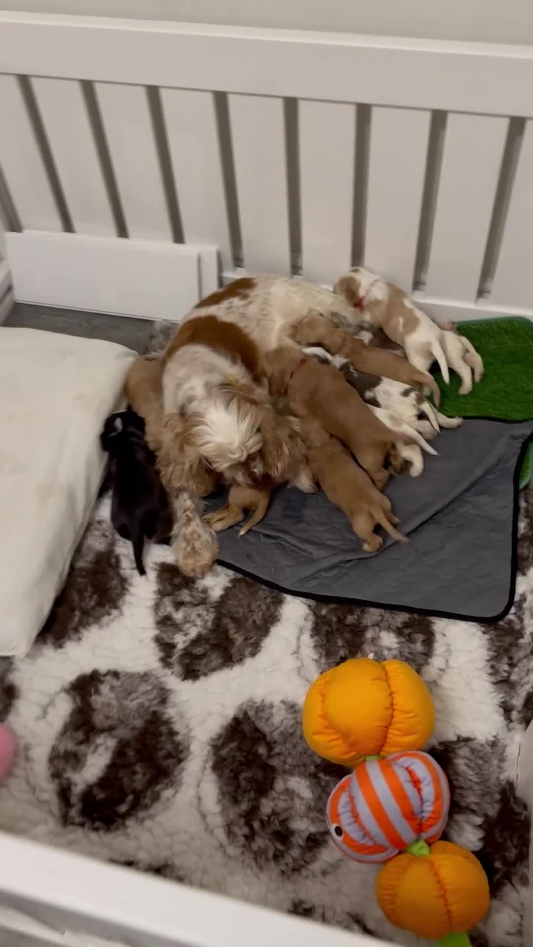 Cocker Spaniel dogs for sale: KC show type cocker spaniels  - Video 1