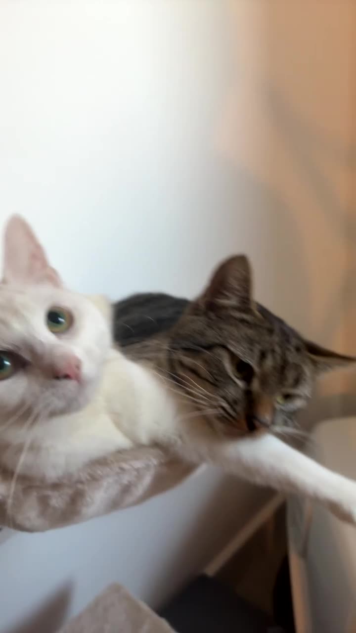 Mixed Breed cats for sale: Snowy and pip🩵💕 - Video 1