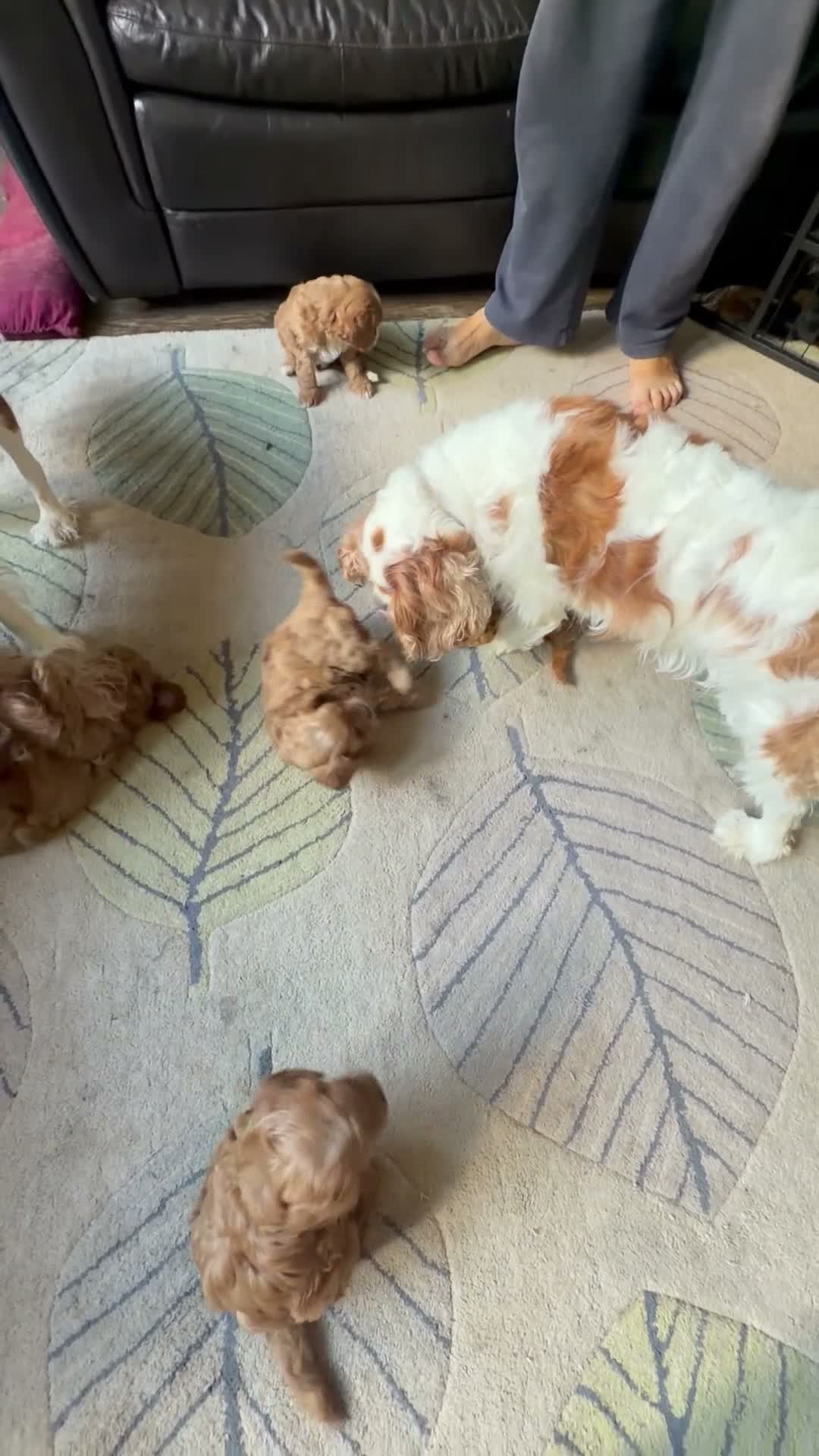 Cavapoo dogs for sale: Beautiful Litter of F1 Red Cavapoos Health Tested - Video 1