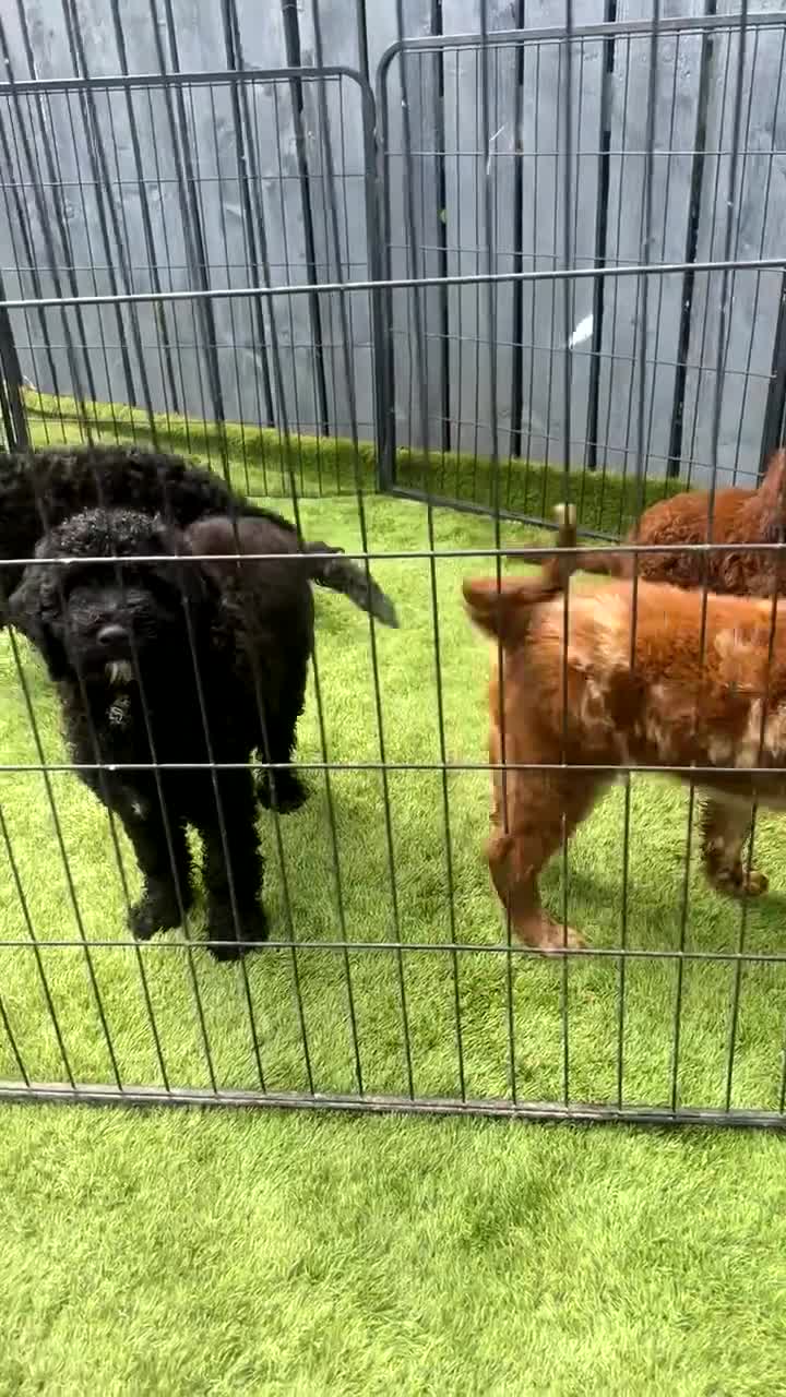 Sproodle dogs for sale: 2 GIRLS LEFT PRA CLEAR SPROODLES - Video 1