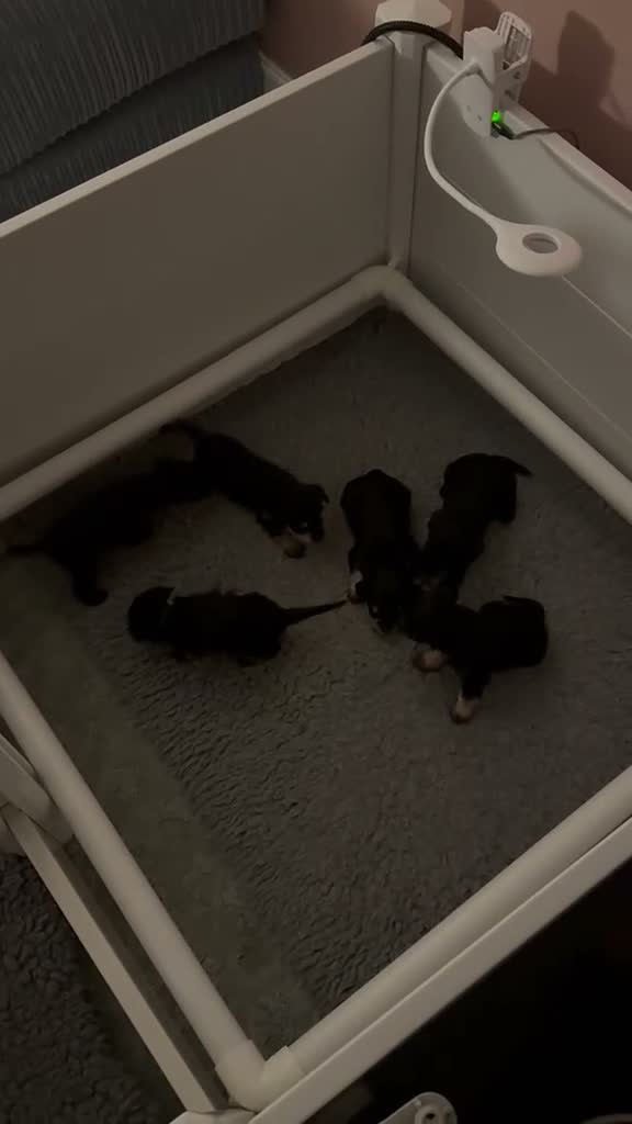 Miniature Schnauzer dogs for sale: 🐾 Beautiful KC Reg Miniature Schnauzer Puppies🐾 - Video 3