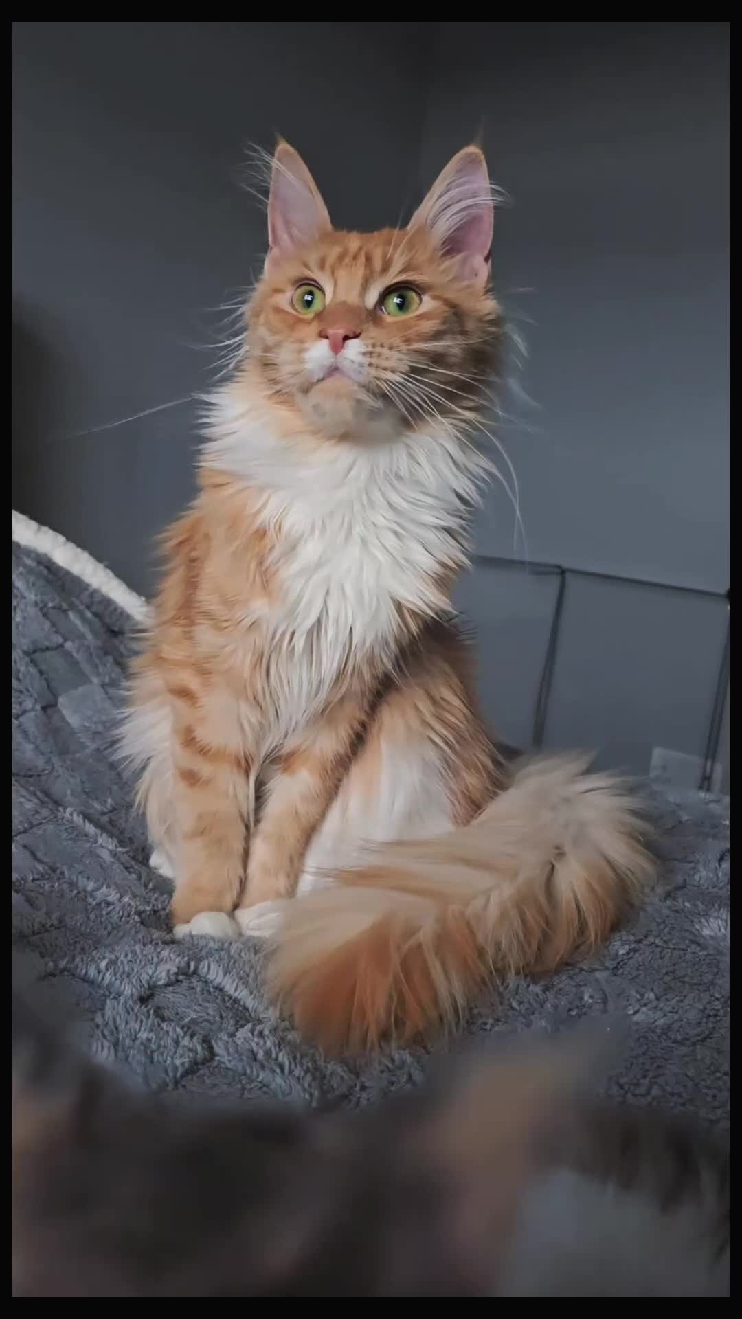 Maine Coon cats for sale: 11 month tica active registered female  - Video 3
